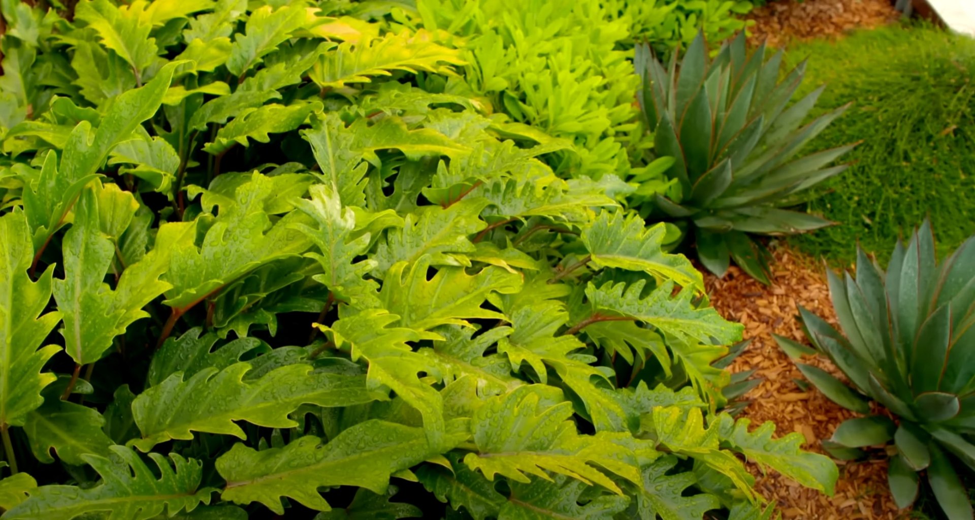 Detailed view of professional plant selection and garden bed composition Close-up of tropical foliage and diverse plant textures in landscaped garden bed